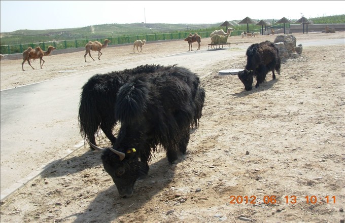 牦牛.JPG