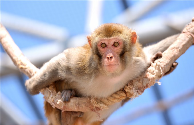 獼猴.jpg